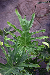 Lickety Split Philodendron