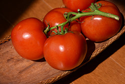 Marglobe Tomato