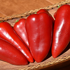 Bell Pepper 3.5"