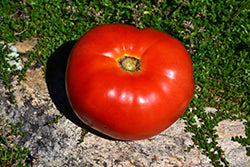Mortgage Lifter Tomato