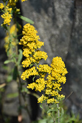Gray Goldenrod ABGL (Solidago)
