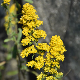 Gray Goldenrod ABGL (Solidago)