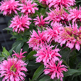 Balmy Pink Beebalm (Monarda)