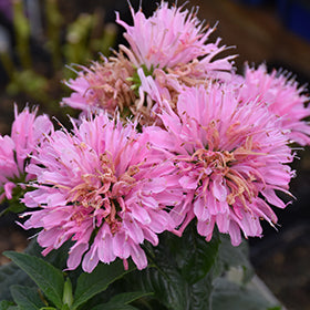 Sugar Buzz Pink Frosting Beebalm (Monarda)