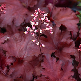 Forever Red Coral Bells (Heuchera)