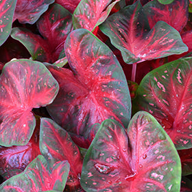 Red Flash Caladium