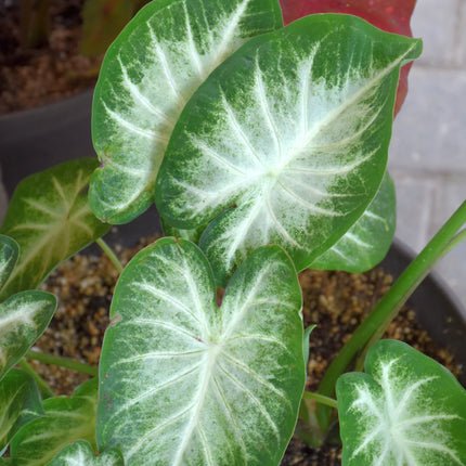 Water's Edge Caladium