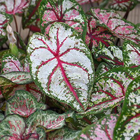 Candyland Caladium