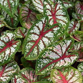Carousel Caladium