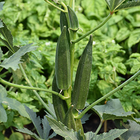 Clemson Spinless Okra
