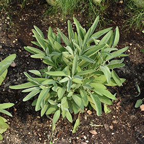 Common Garden Sage