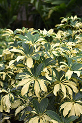 Gold Capella Schefflera