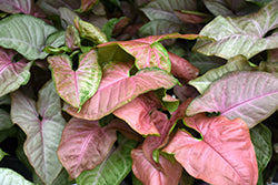 Pink Allusion Arrowhead Plant (Nephthytis)