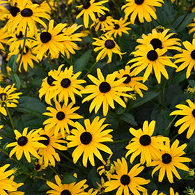 American Gold Rush Coneflower (Rudbeckia)
