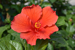 Orange Standard Hibiscus