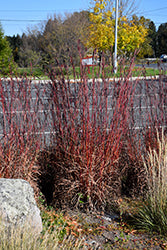 Red October Bluestem ABGL (Andropogon)