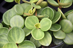 Hope Peperomia