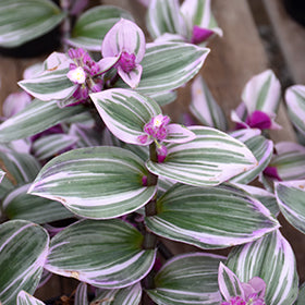 Nanouk Tradescantia