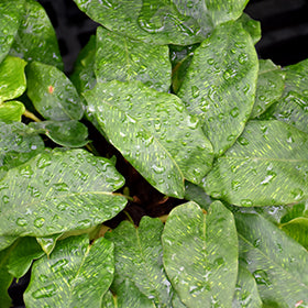 Network Calathea