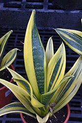Golden Flame Snake Plant
