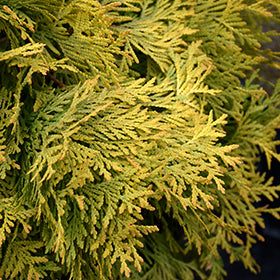 Golden Globe Arborvitae (Thuja Goldeneye)