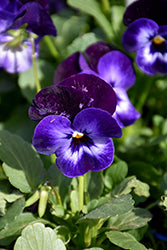 Denim Jump Up Pansy