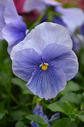 Delta Premium Pure Light Blue Pansy