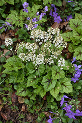 Brandywine Foamflower (Tiarella)
