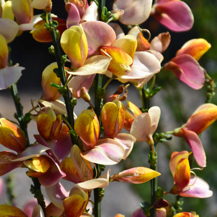Sister Disco Scotch Broom (Cytisus)