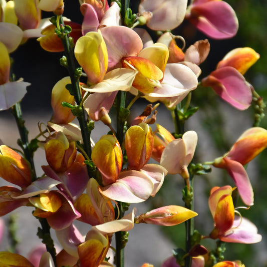 Sister Disco Scotch Broom (Cytisus)