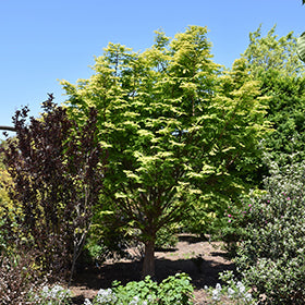 Amber Glow Dawn Redwood