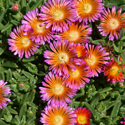 Ocean Sunset Orange Glow Ice Plant (Delosperma)