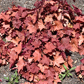 Carnival Cinnamon Stick Coral Bells (Heuchera)