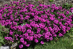 Homestead Hot Pink Verbena