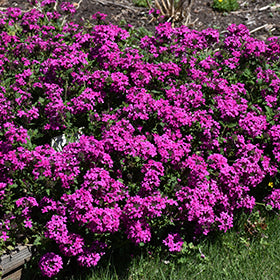 Homestead Hot Pink Verbena