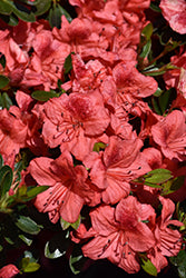 Fashion Azalea