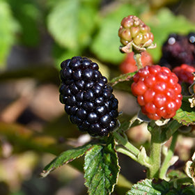 Prime-Ark 45 Blackberry