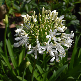 Shona Agapanthus