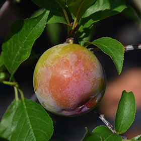 Scarlet Beauty Plum