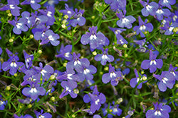 Bella Azure Lobelia
