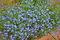 Bella Azure Lobelia