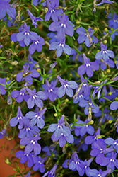 Bella Oceano Lobelia