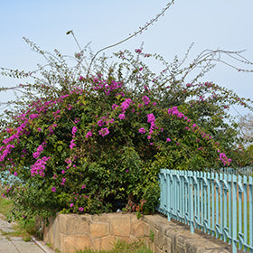 Royal Purple Bougainvillea