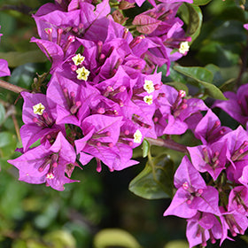 Royal Purple Bougainvillea