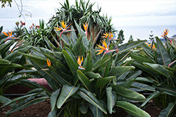 Orange Bird of Paradise (Strelitzia)