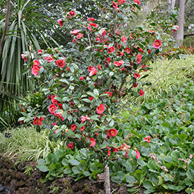 April Tryst Camellia