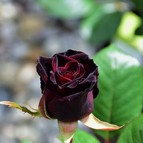 Black Baccara Rose