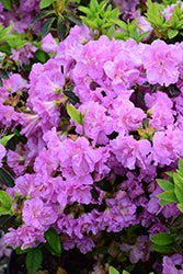Elsie Lee Azalea