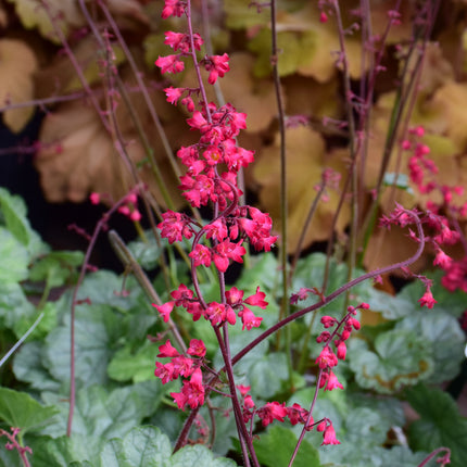Dolce Spearmint Coral Bells (Heuchera)