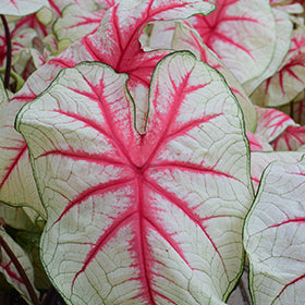Fiesta Caladium
